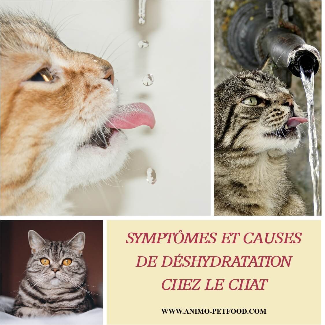Symptômes et causes de déshydratation chez le chat